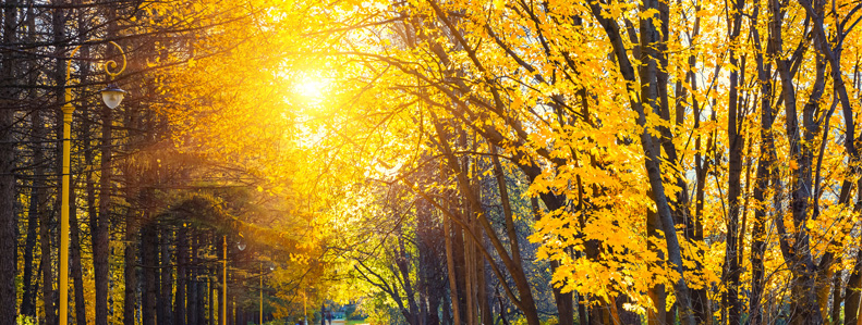 Introduction to Lazaris