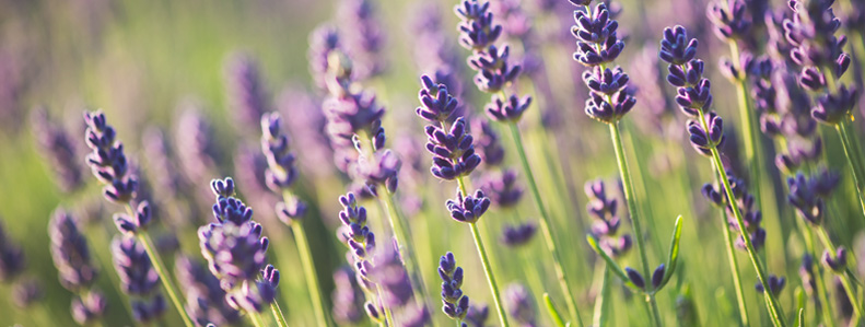 Introduction to Lazaris