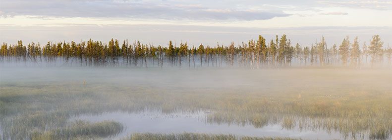 Blog: Encountering the Dark Wood