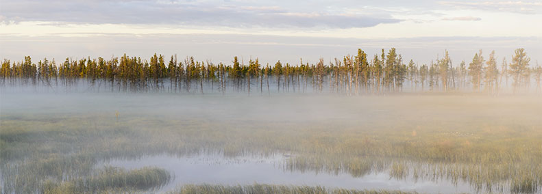 Encountering the Dark Wood