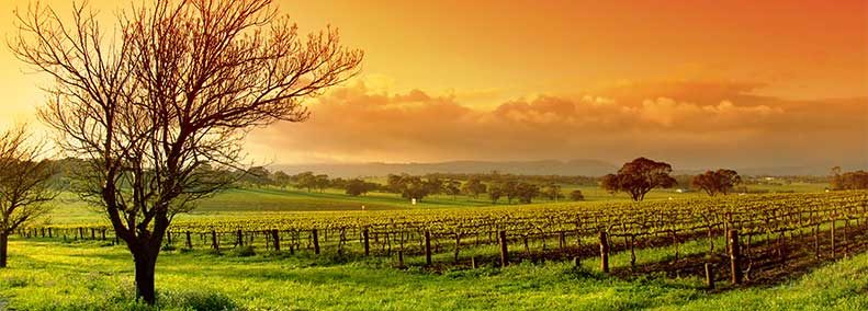 Blog: Forgiveness I: Process and Techniques for Forgiveness… and Dealing with a Few Entanglements