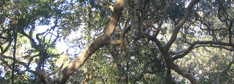 Lazaris Message on the War in Iraq March 20, 2003