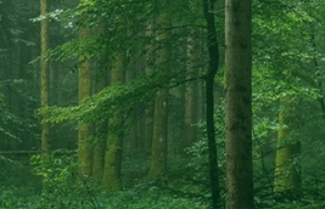 Jach Online conferences