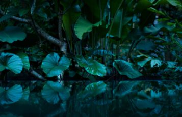 2005 Year of Illumination