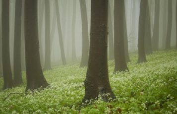 Connecting with Lazaris