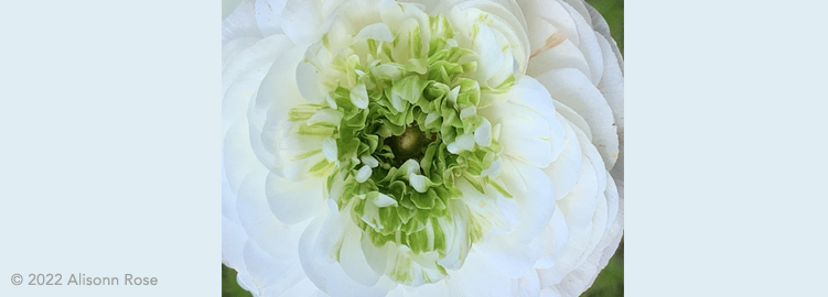 Embracing Stillness and Pause