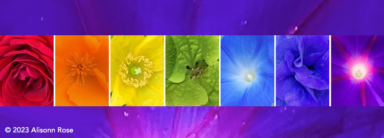 In Search of My Chakras