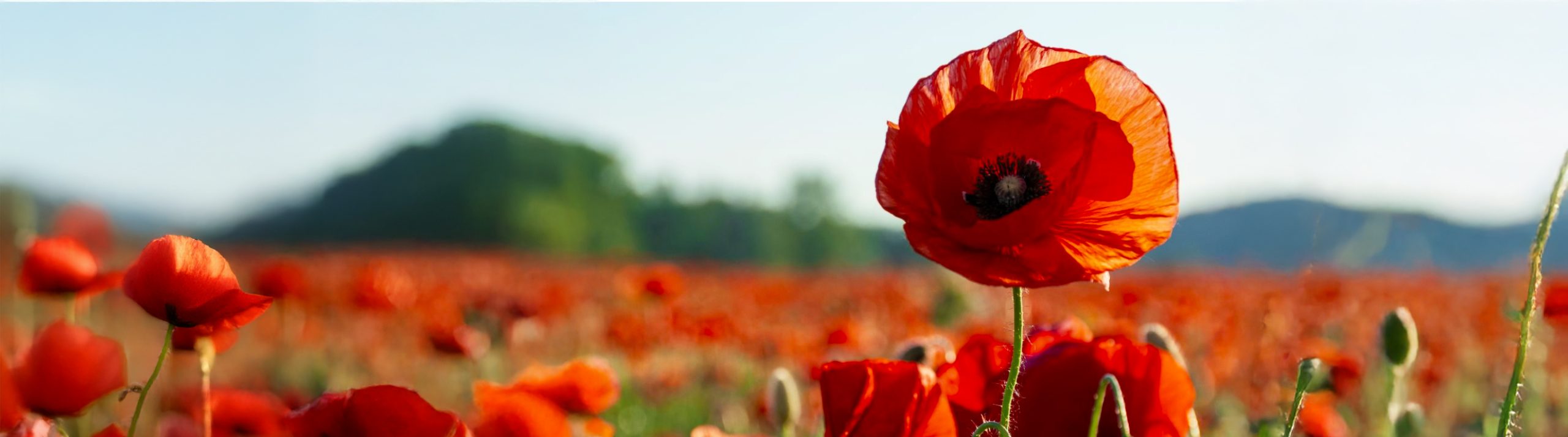 Chronic Illness is a Spiritual Journey