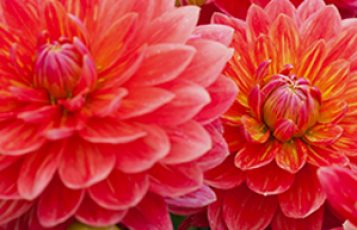 Letting More Love into Your Life