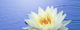 A Lazaris Blending: A Time to Touch: Healing in the Reverie of Stillness