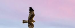 A Lazaris Blending: Being Touched by Soul and Spirit