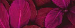 A Lazaris Blending: Self-Acceptance: Owning Your Beauty and Your Place in the Great Work