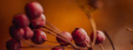 A Lazaris Blending: Transmuting Fear and Pain: Healing Ourselves and Our World