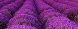 A Lazaris Blending: Healing Terrorism’s Damage, A Time of Loving, Healing and Dreaming