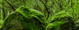 A Bountiful Feast of Magic: A Union of Human and Faerie Magicians (Friday Morning Excerpts) (audio)
