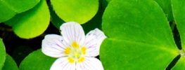 A Lazaris Blending: Forgiving and Releasing the Past