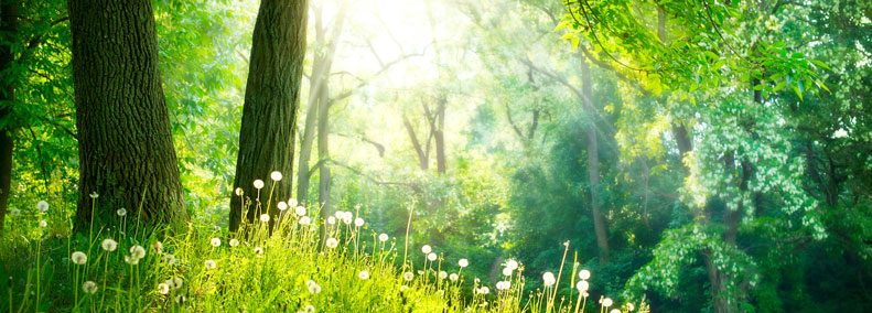 Blog: Nature Spirits