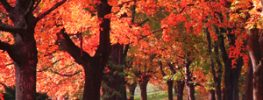A Lazaris Blending: Releasing Crisis and Receiving Love