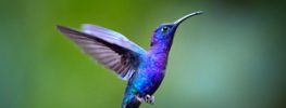 Magic in the Telling: The Liberating Freedom of Dominion