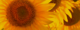 Resonance Magic: The Remarkable Power of Unconscious Presence