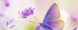 Abundance and Prosperity: The Skill