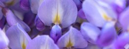 A Lazaris Blending: Finding Your Pathway of Grace