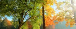 A Lazaris Blending: Lifted by Grander Love; Healing and Manifesting