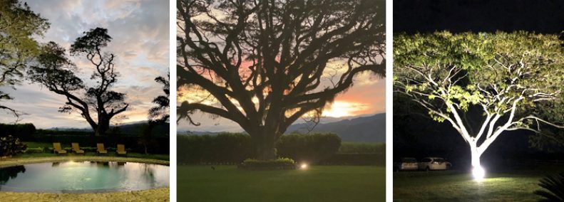Blog: Trees That I Have Known
