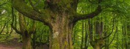 A Lazaris Blending: Infusions of Prosperity: Creating a Domain of Balance, Harmony and Trust