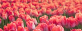 A Lazaris Blending: Receiving New Seeds of Power and Beauty