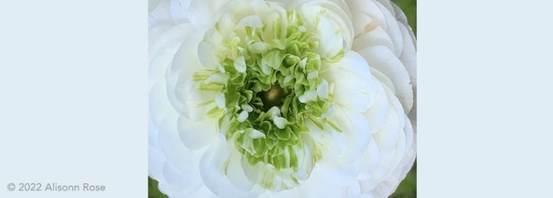 Blog: Embracing Stillness and Pause